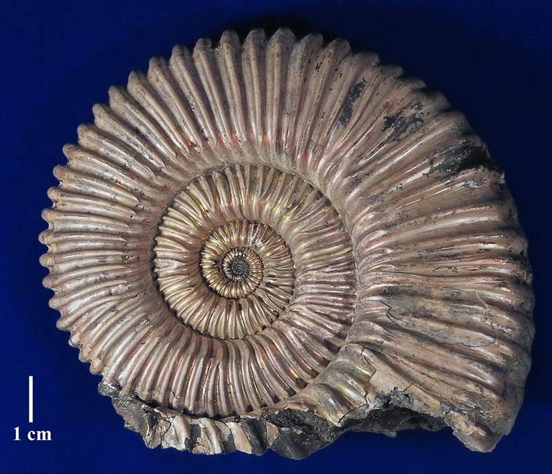  Раковина ископаемого головоногого моллюска - аммонита Peltoceras eugenii.