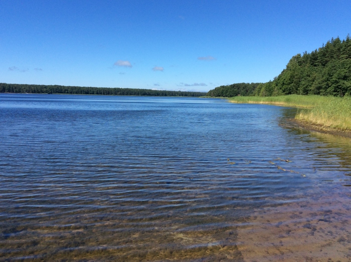 Гидросистема озер Кургальского полуострова. Липовское озеро.