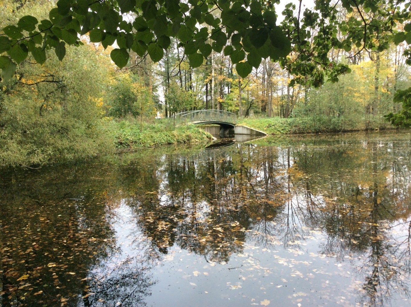 Фото в павлино