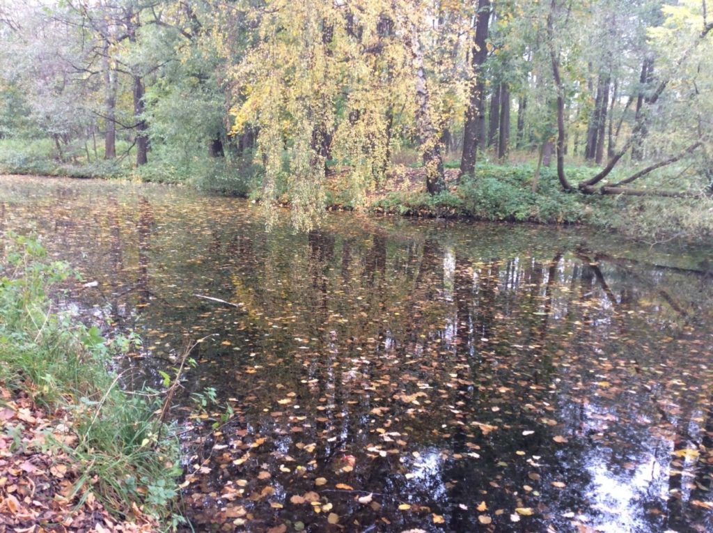Парк усадьбы Павлино Ласунского-Виельгорских