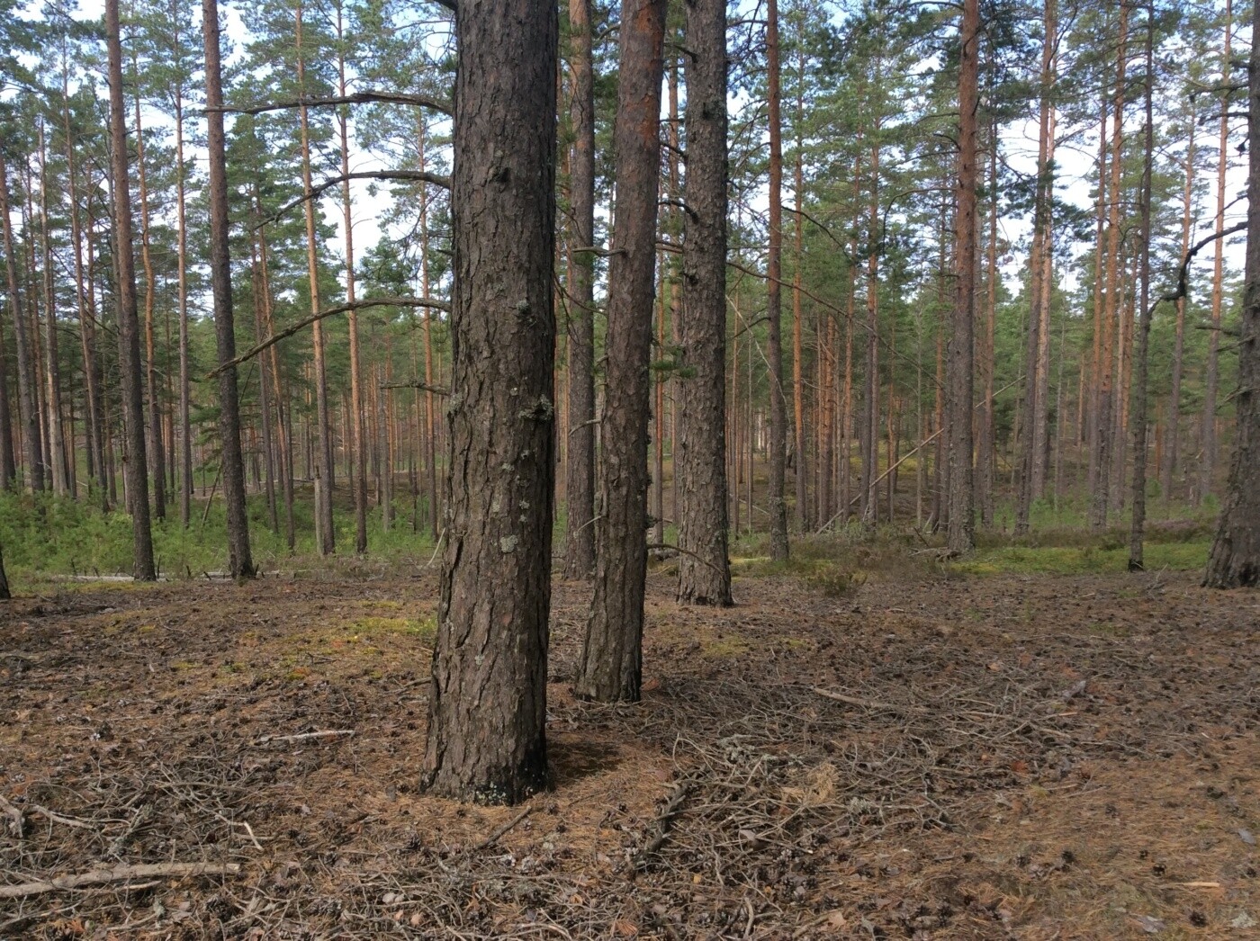 Кургальский заказник презентация