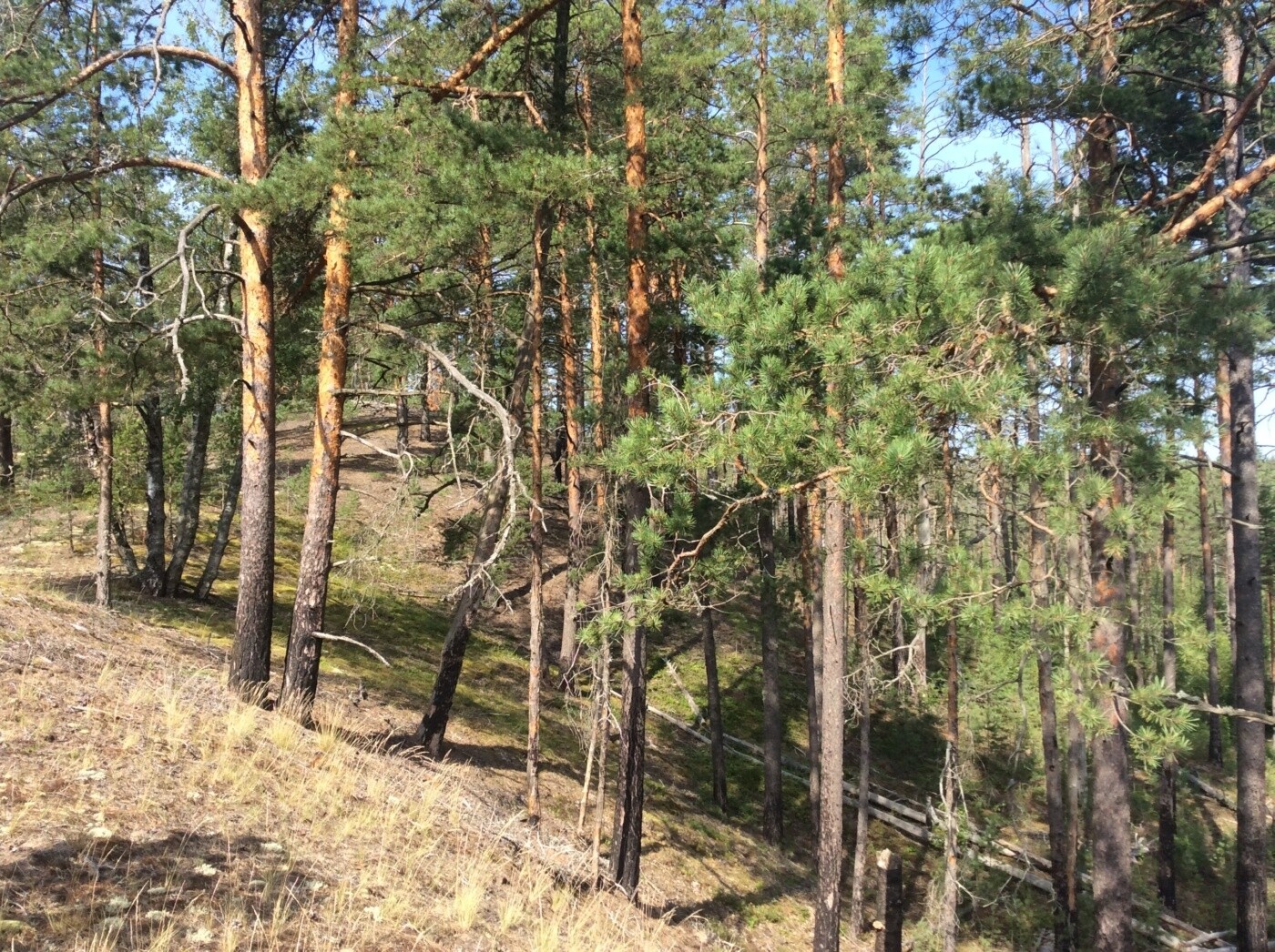 Кургальский заказник презентация