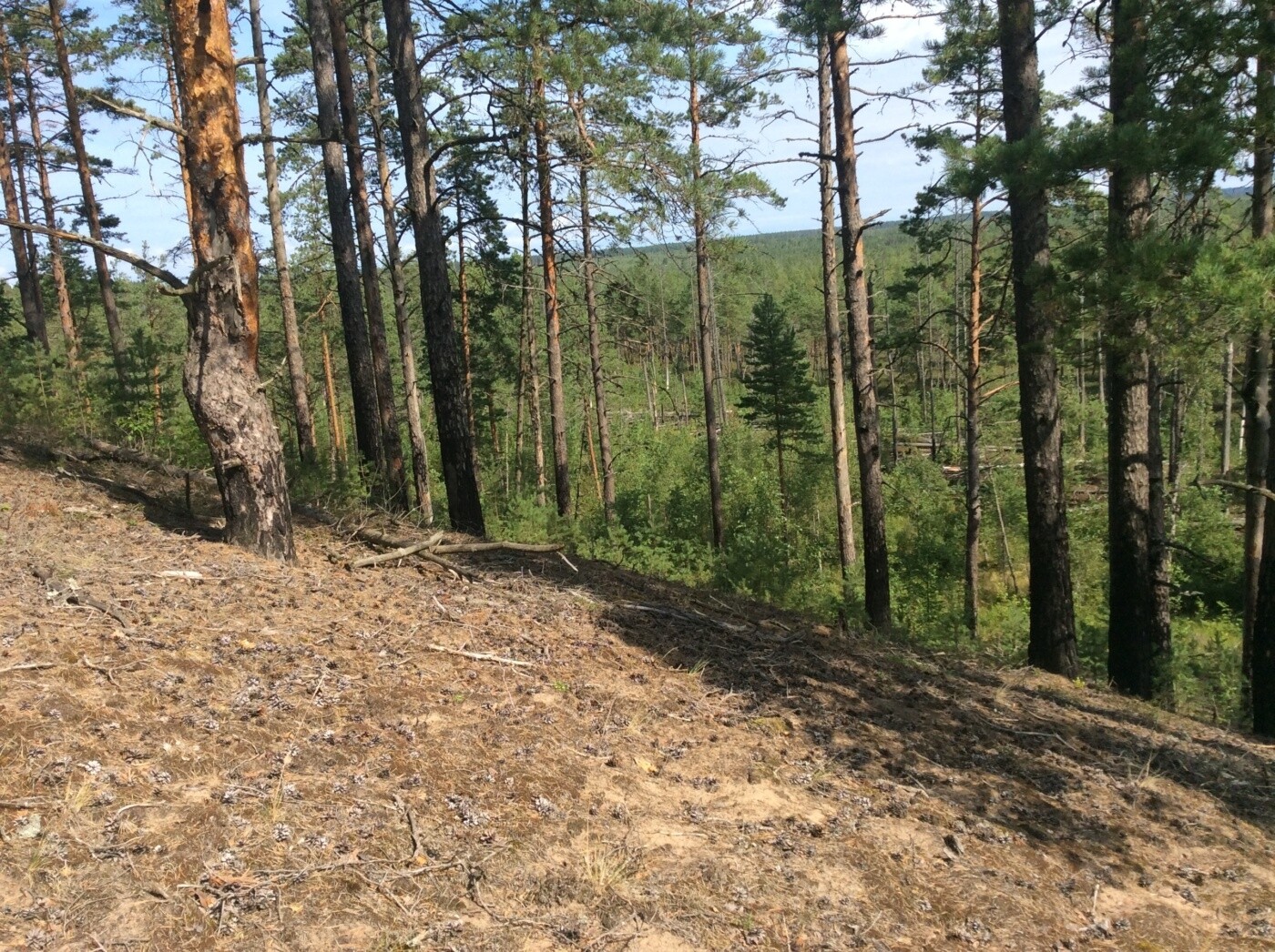 Кургальский заказник презентация