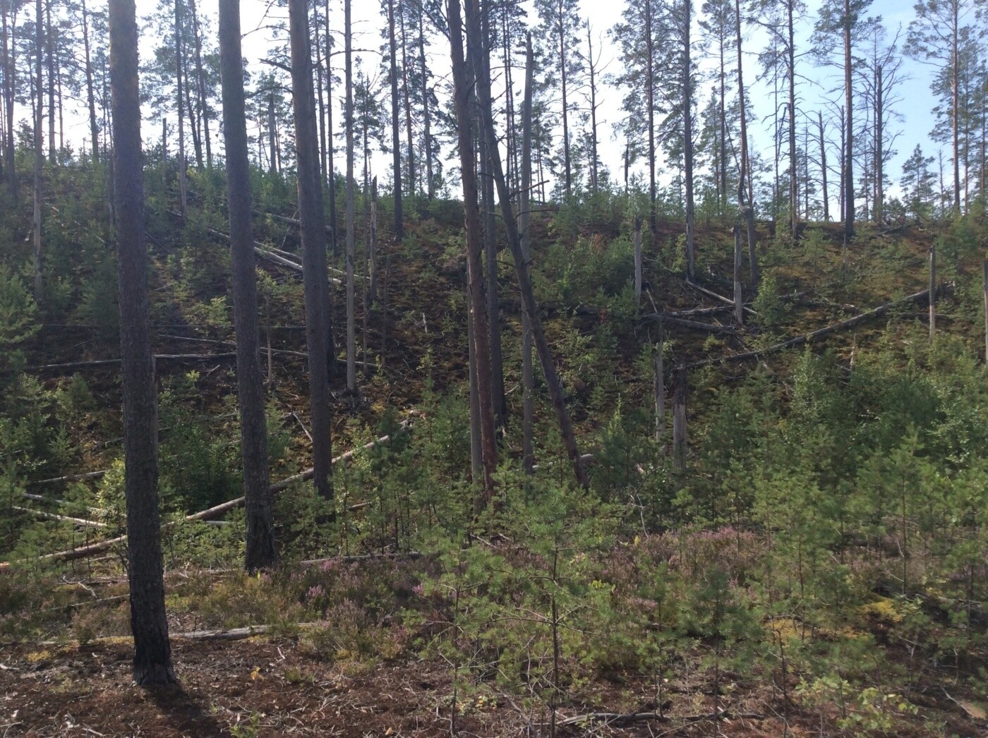 Кургальский заказник презентация