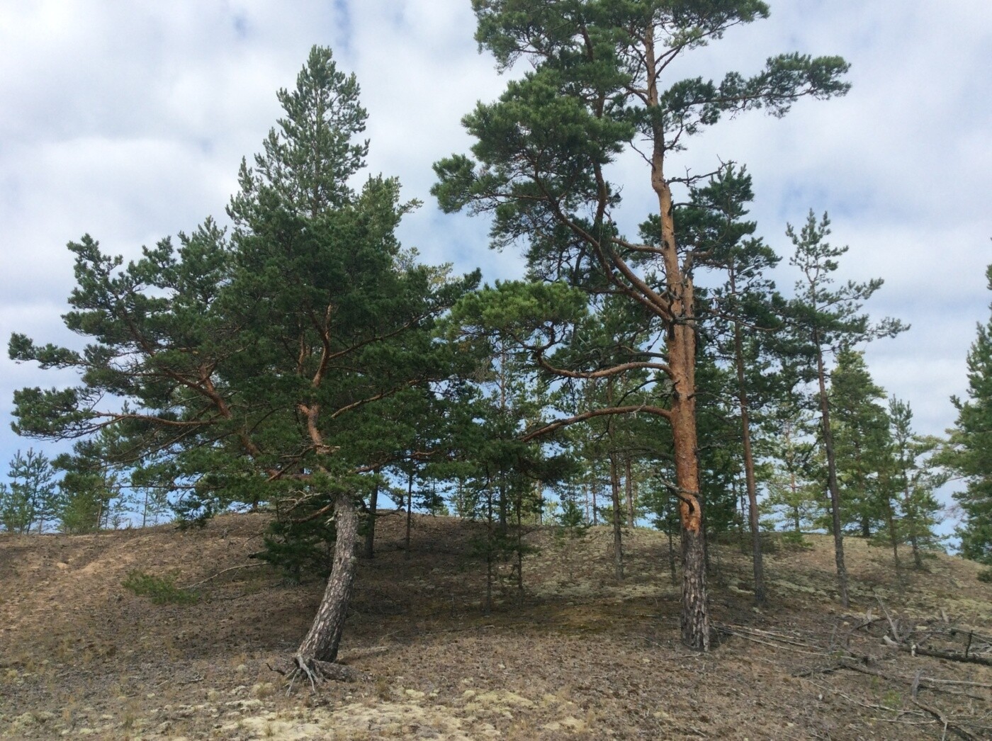 Кургальский заказник презентация