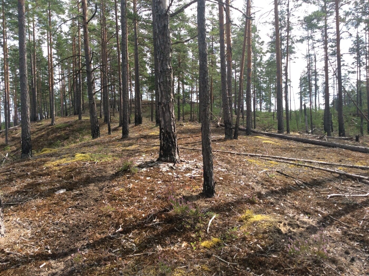 Кургальский заказник презентация