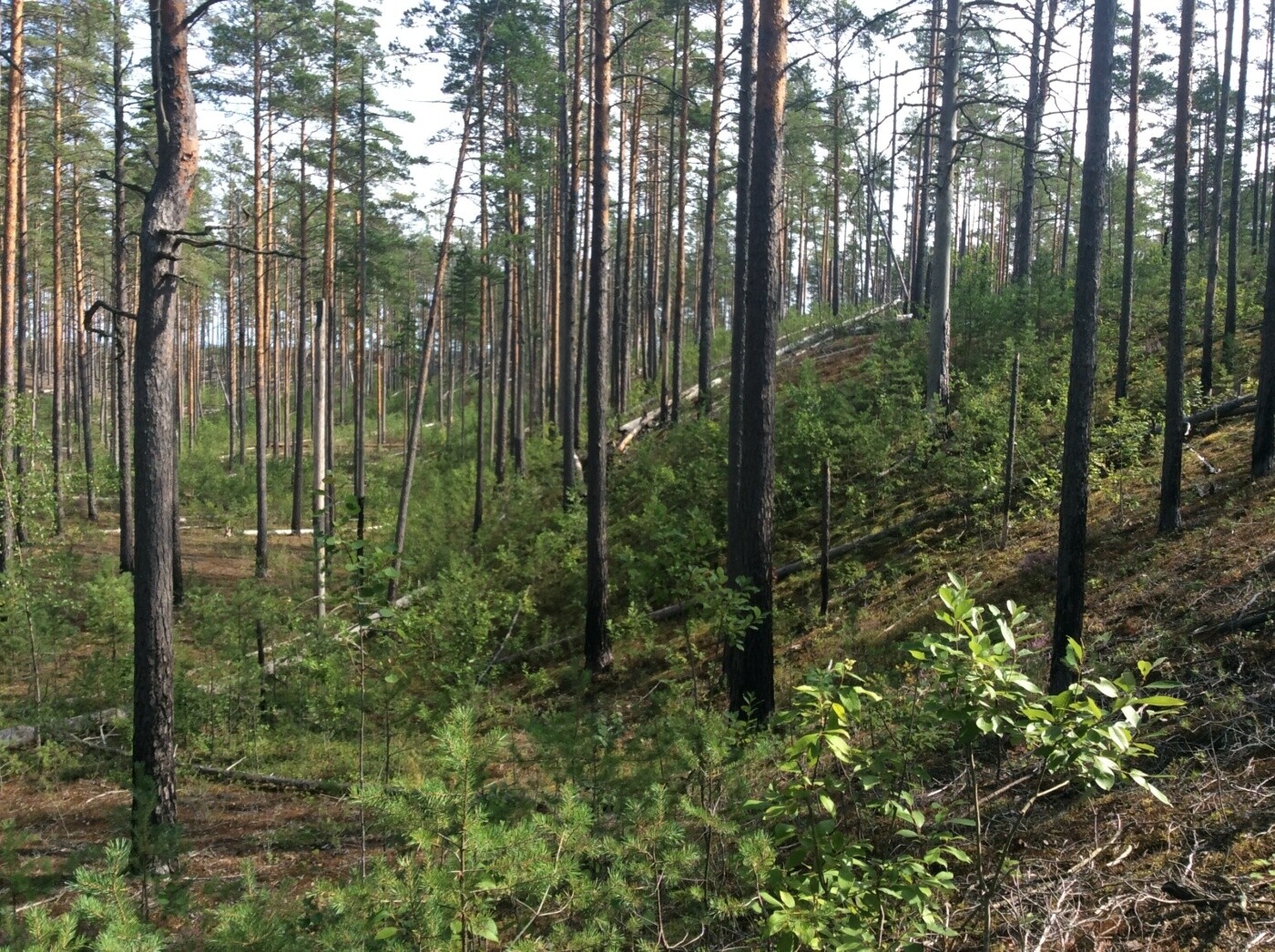 Кургальский заказник презентация