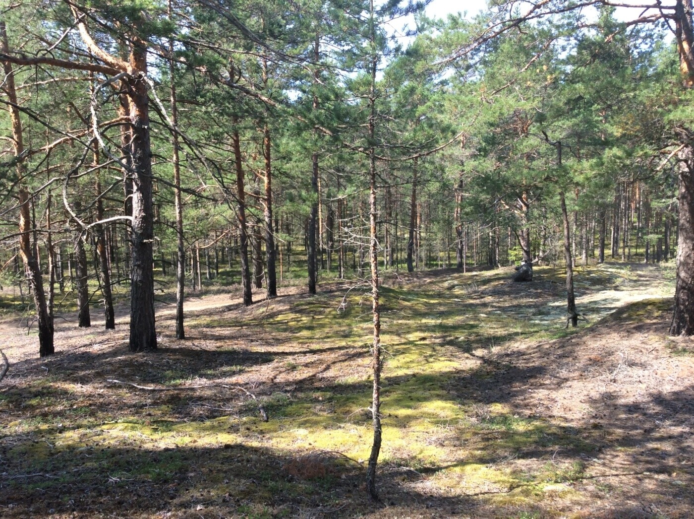 Кургальский заказник презентация