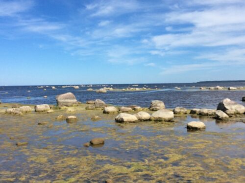 Современный вид побережья Финского залива близ Шепелевского маяка